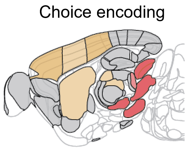 Coding of the specific action chosen, however, was much rarer, yet still distributed across key regions: frontal cortex, basal ganglia, and midbrain. Choice was encoded in unexpected areas incl Midbrain Reticular and Zona Incerta. Coding was distinct in midbrain versus forebrain.
