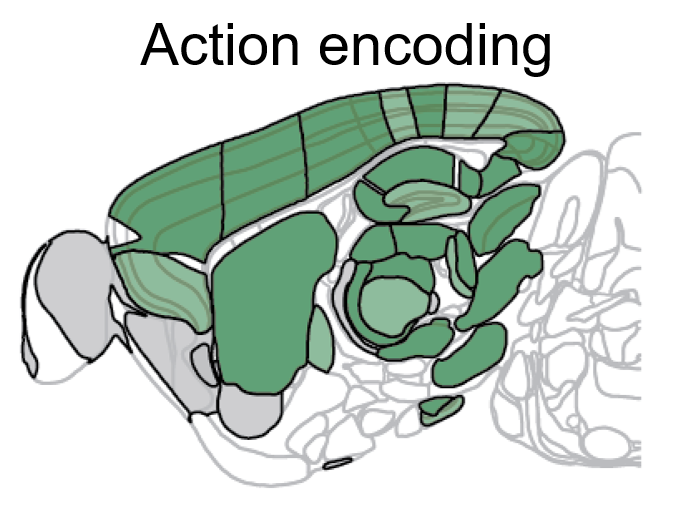 We observed non-specific coding of action initiation in individual neurons from nearly every region we recorded. Action encoding is global.