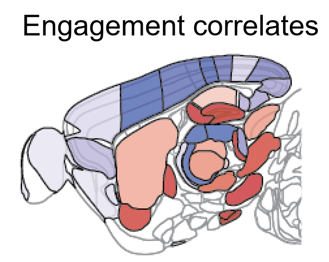 We saw that task engagement (trial-to-trial and comparing task with 'passive replay') correlates with a global pattern of changes: suppressed activity in cortex and enhanced activity subcortically. This could not be explained by measures of arousal, reward, or overt movements.