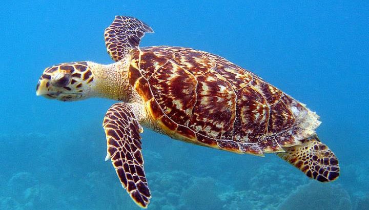 till today, more than tens of marine animals are endangered—directly because of humans. not by global warming but by overhunting, dropping toxic wastes in the ocean, skinning them alive, etc. the hawksbill turtle, vaquitas, blue whales and ridley’s sea turtle are example (1).