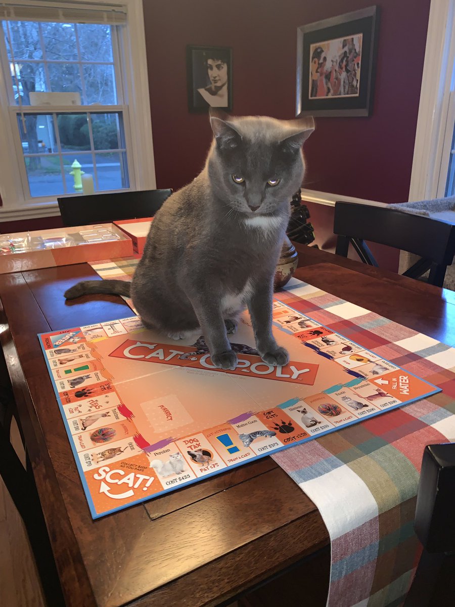 palomitica29's tweet photo. Carmelo would prefer we play with him rather than a game about him. @LFTSgames #CatOpoly #OLCPets #graycats #cats https://t.co/heEVC44j50