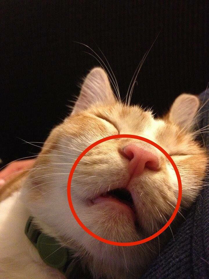猫のあの髭のぷっくりした所はウィスカーパッドっていう名前で敏感なんですって からのネコ画像祭 Togetter 猫のあの髭のぷっくりした所はウィスカーパッドっていう名前で敏感なんですって からのネコ画像祭 Togetter