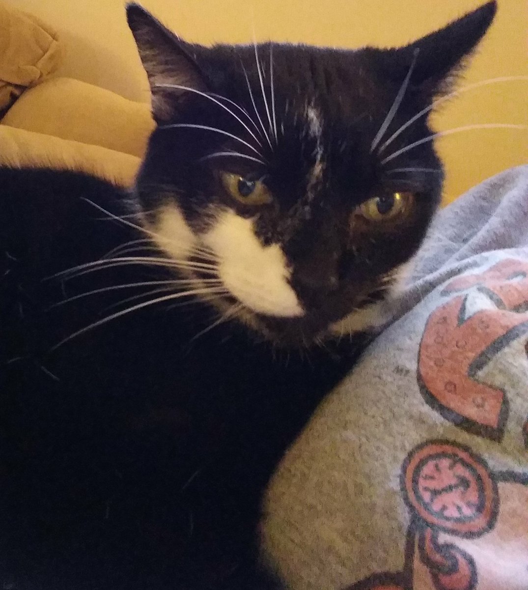 HRHSpooky's tweet photo. Today is a perfect day to cuddle with your human and watch #ChristmasMovies on #DisneyPlus
#CatsOfTwitter https://t.co/gNmqggFiHd