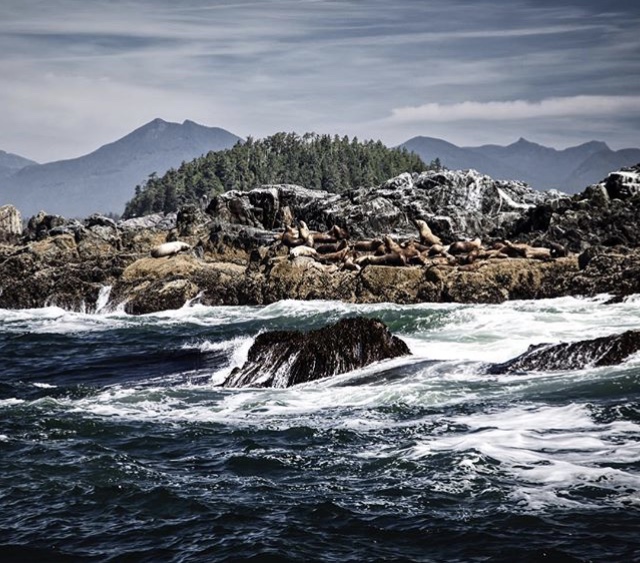 A group of sea lions on land are called a colony, but in the water, they are referred to as a raft of sea lions.

#ucluelet #brokengroupislands #sealions #westcoastcanada #wildlife #wilderness #wildernessculture #naturephoto #sharethecoast #ukeebc

📷 @bruce_block_photography