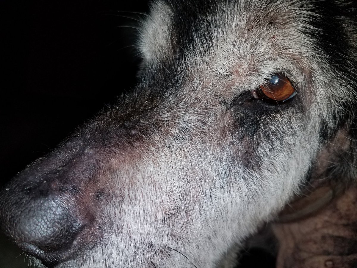 seranwrap_'s tweet photo. 14 years later, you're still my bestfriend ❤🐶 https://t.co/vw2P95Nsvy