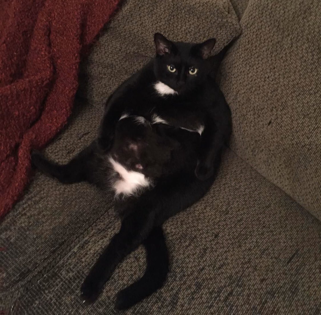 MaybeDucky's tweet photo. @RubberNinja My monster chonk Marty https://t.co/VeAi6rqSiU