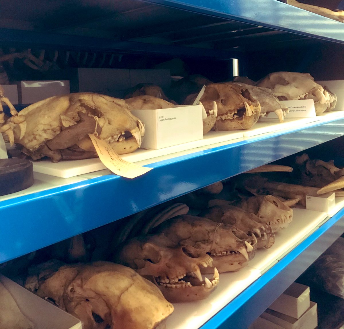 jen_gossman's tweet photo. a wonderful trip behind the sceans @Museum_Cardiff @CardiffCurator #cardiffnaturalhistory #fantasticmuseum #museumstore #naturalhistory #naturalhistorycollection so fabulous to see all the #bone #collection an excellent collection a thrill. All I want is the paleontology now! https://t.co/i8MU9Hggwl