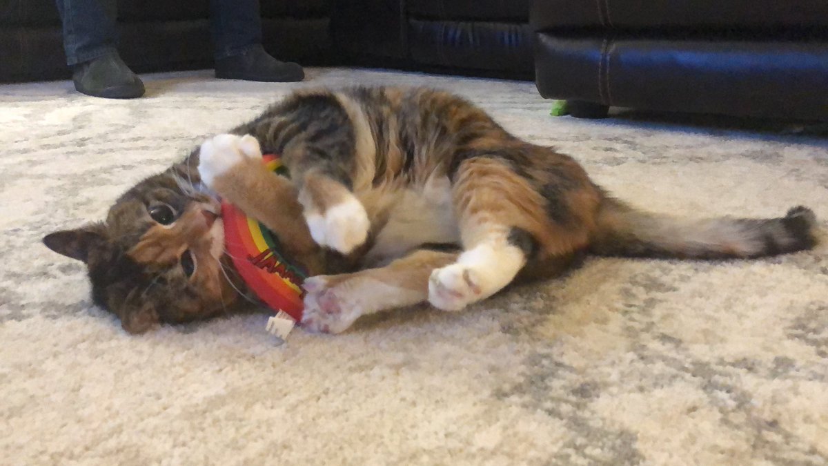 lover of pets tweet media