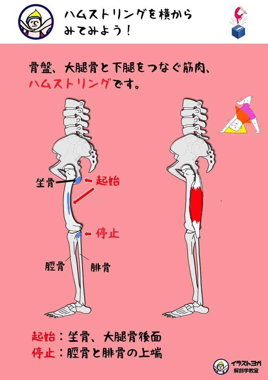 世界一ゆる い解剖学 ハムストリング ハムストリングを横からみてみよう 公式サイト記事はこちらから T Co Jpwci7ps0j 解剖学 解剖学講座 イラスト解剖学 リアル解剖学 ヨガ ピラティス ダンス セラピスト マッサージ ハム