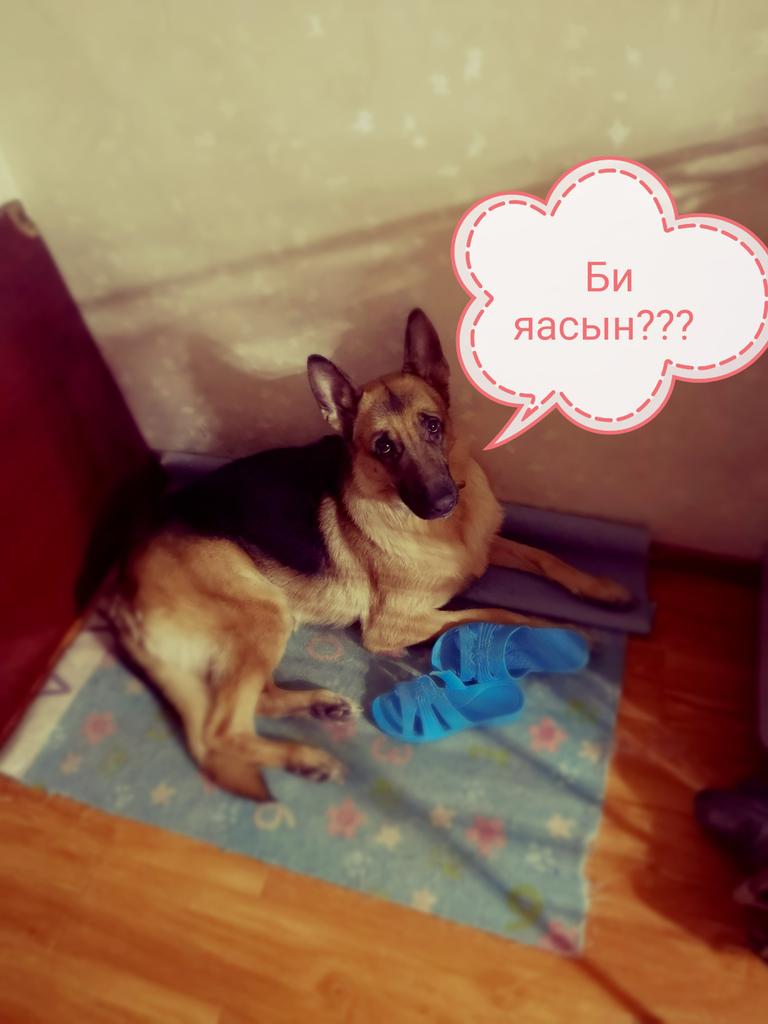 Энэ хорвоо дэлхийд зөвхөн хүн амьдардаггүй гэдгийг зарим нэгэнд хэрхэн ойлгуулах ухаанаа ч олохгүйм даа. 🤔🤔