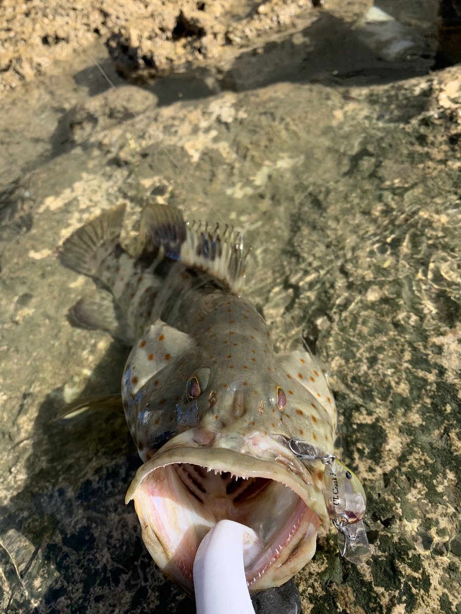 どぅハタ 忘れてた 次はこの子 ミナミクロダイ 実は琉球列島固有種 釣りの対象魚として絶大な人気があり 味もいいため割と食べられがち 汽水にも入り 河川内に居着く個体は黒っぽく変色するのが推しポイントです 捕食が下手くそなのも可愛いデスネ どぅハタ 忘れてた 次はこの子 ミナミクロダイ 実は琉球列島固有種 釣りの対象魚として絶大な人気があり 味もいいため割と食べられがち 汽水にも入り 河川内に居着く個体は黒っぽく変色するのが推しポイントです 捕食が下手くそなのも可愛いデスネ