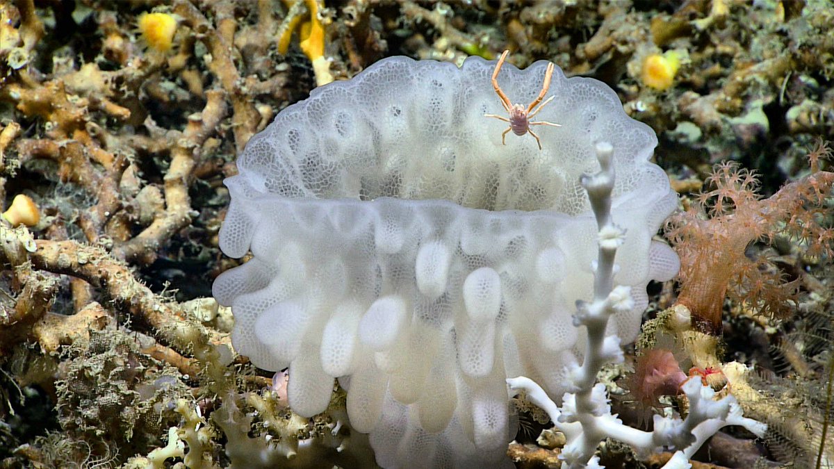 Squat lobster (squatting🙊) on a glass sponge! 📷NOAA #deepsea #MarineLife #seasponge #glasssponge #squatlobster