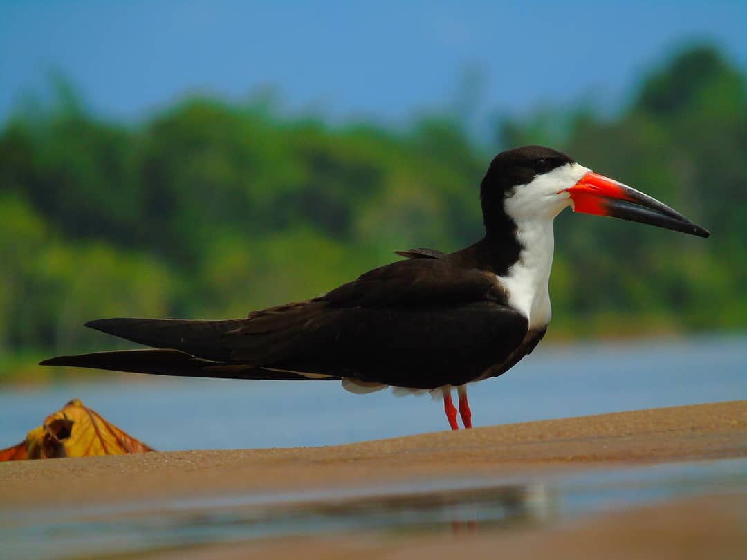 MauricioCu13's tweet photo. Black Skimmer (Rynchops niger) 
.
.
#rynchops #rynchopsniger #rayador #picotijera #blackskimmer #charadriiformes #rynchopidae #neverstopexploring #naturetravel #NaturePhotography https://t.co/GJ4AJq6qNA
