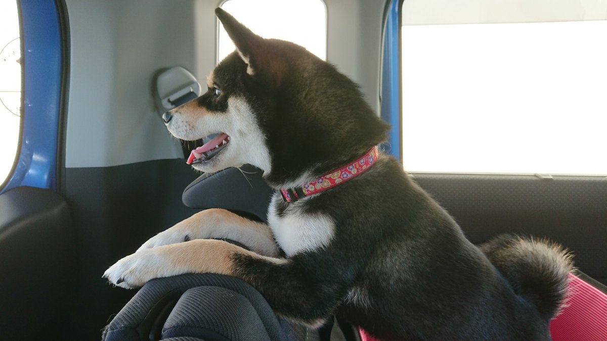mitsuzu521's tweet photo. 動物病院行く途中の車内でのうちのわん。生まれたときからお世話になってるとこなので、うちのコは動物病院大好きです(笑)。
#柴犬
#黒柴
#黒柴くーこ https://t.co/hK4rthn58I