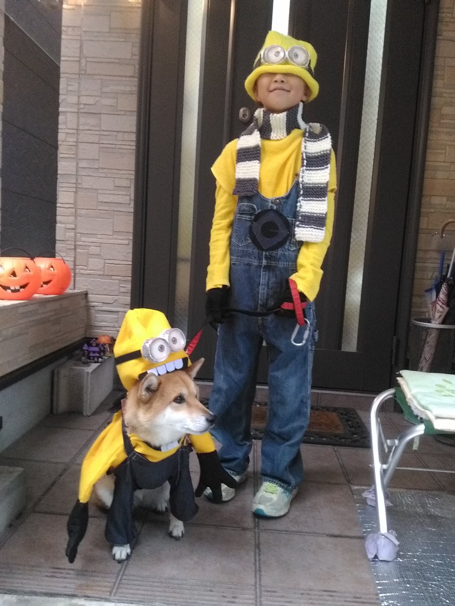 さくら工房 Twitterissa 柴犬 コスプレ ミニオン 数年前のハロウィンコスプレ １００均素材で手作りミニオン 大うけでした 柴犬さんは かなりブルーでしたけどね 笑 Minne のさくら工房はこちら T Co Leuuq8pflg さくら工房 Line 公式はこちらからお