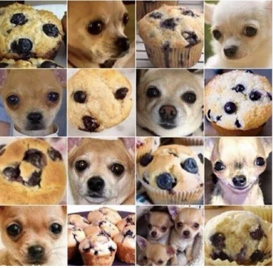 チワワの画像が詰められている！と思いきやマフィンだった！？