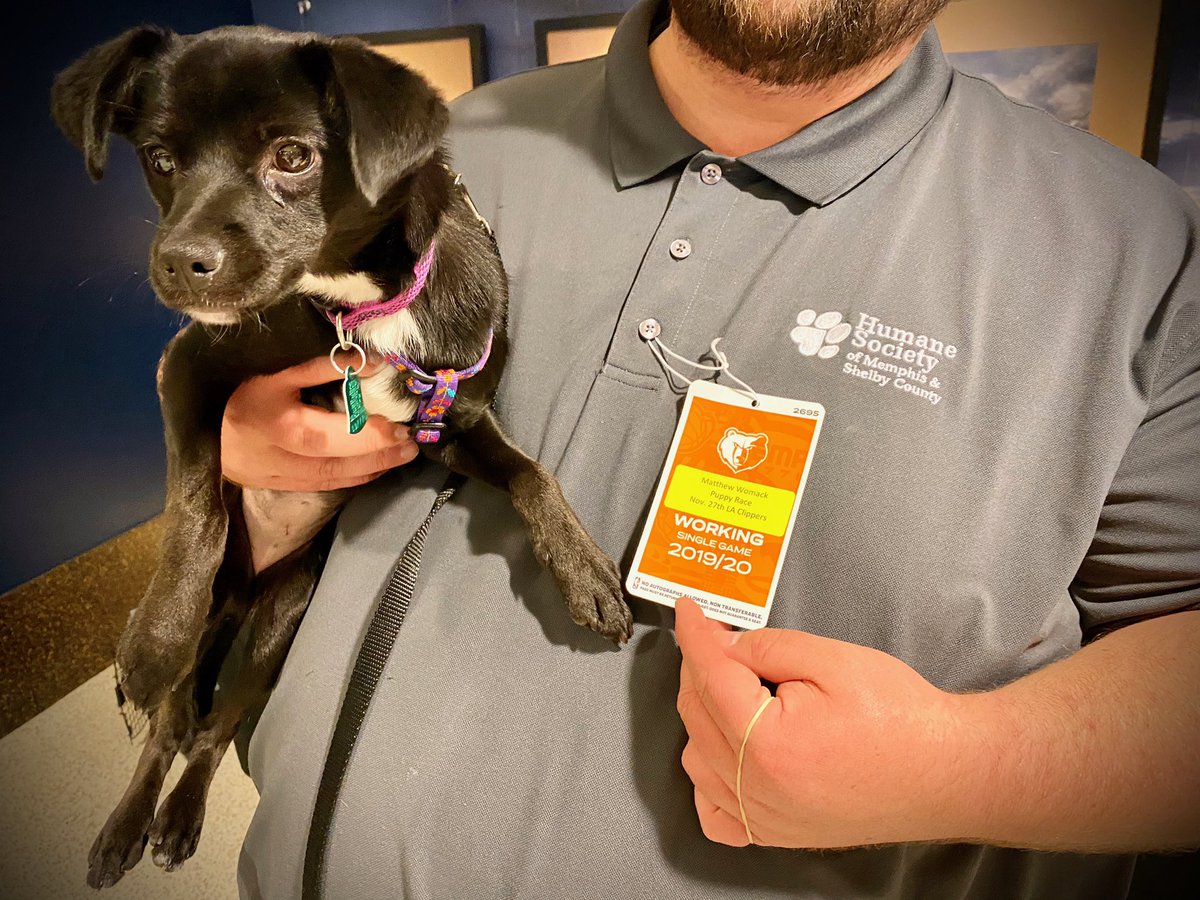 Big_Wom's tweet photo. Working hard for @MemphisHumane with the @memgrizz for puppy races 2019.  Check out Shelly at halftime! https://t.co/ALcfSgWNbb