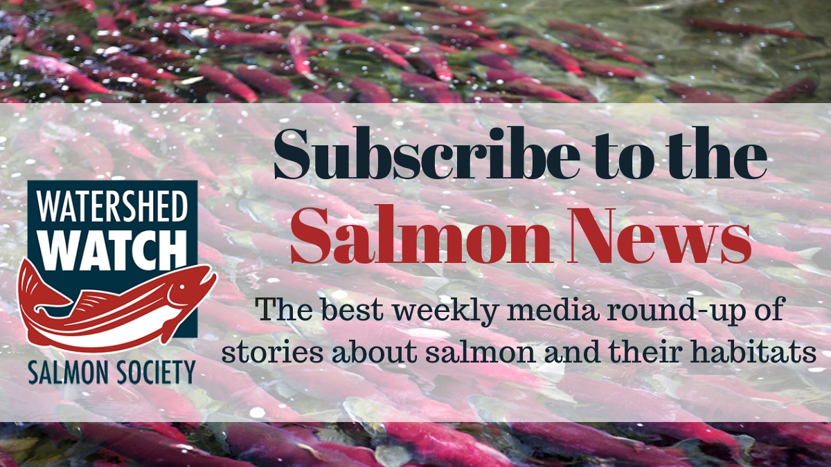 Looking for the top media stories about salmon and their habitats? Check out this week's Salmon News! #news #wildsalmon #salmon #newsletter

ow.ly/lLqL50xmCj8