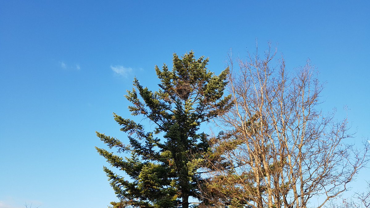 #경기도농업기술원 #농업과학교육관 야외전시장
 #우리나라 4-H #발상지 #기념탑 옆 나무에 엄청 큰 까치집이 있습니다

지금까지 본 까치집 중에 가장 큰 것 같습니다
추운겨울 잘 지내길 바래봅니다