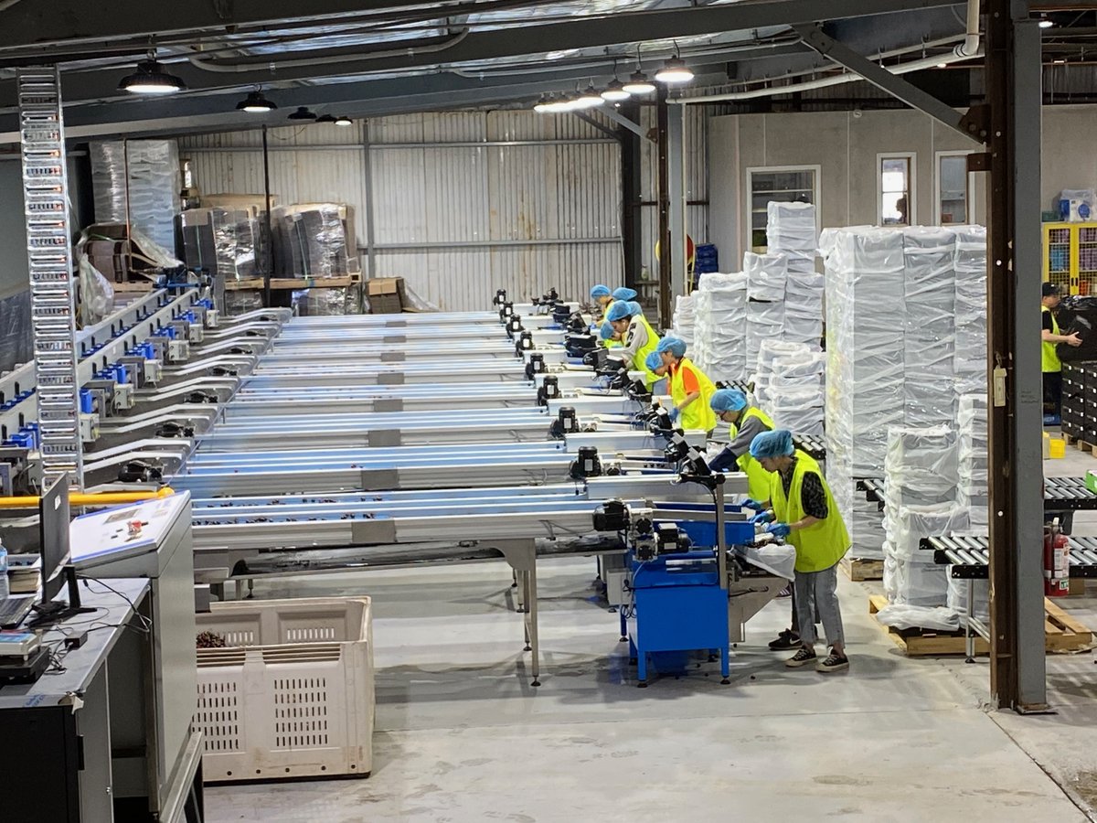 GPGraders's tweet image. GP Graders&apos; new AirJet Vision electronics in action at 2 &amp;amp; 1/2 tonne per hour.  No sorters!

#GPGraders #AirJetVision #fruitsorting #gradingtechnology #cherrygrading #blueberrygrading #agtech