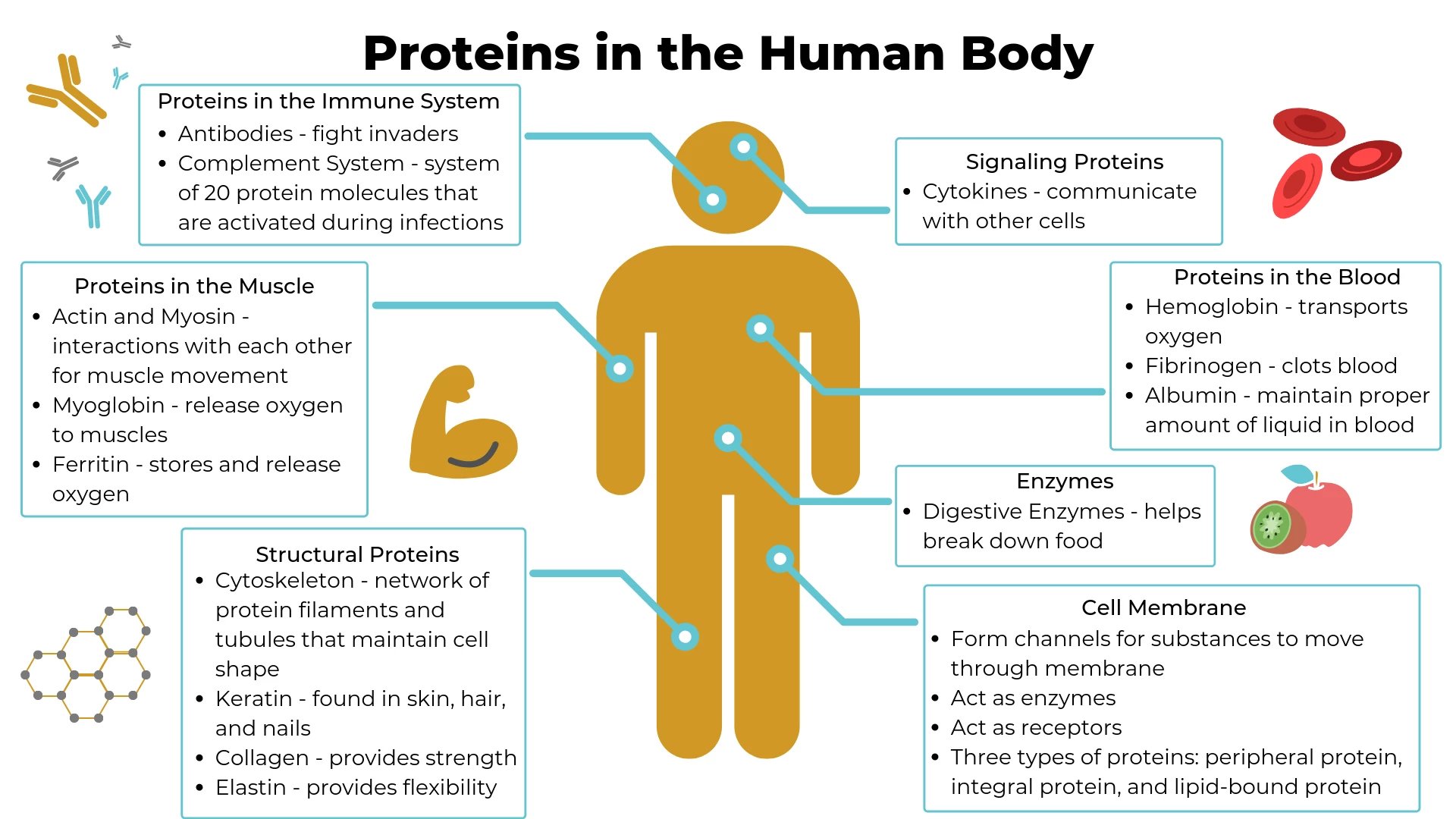 Plk Lancet Kenya A Twitter Proteins Are Important Building Blocks Of All Cells Tissues They Form The Structural Part Of Most Organs Make Up Enzymes Some Hormones That Regulate