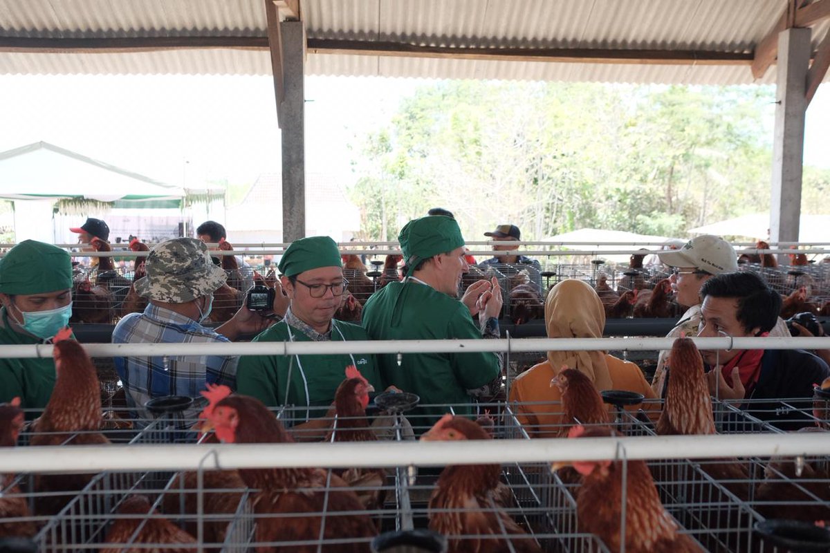 USAID_APIK's tweet photo. Bersama PT Cargill Indonesia dan Paguyuban Peternak Rakyat Nasional (PPRN), #USAIDAPIK resmikan pusat pembelajaran peternakan ayam cerdas iklim bagi para peternak ayam petelur di Kab. #Blitar (26/11), yang berlokasi di Desa Ngrejo, Kecamatan Bakung. https://t.co/EqbSSNkOBq