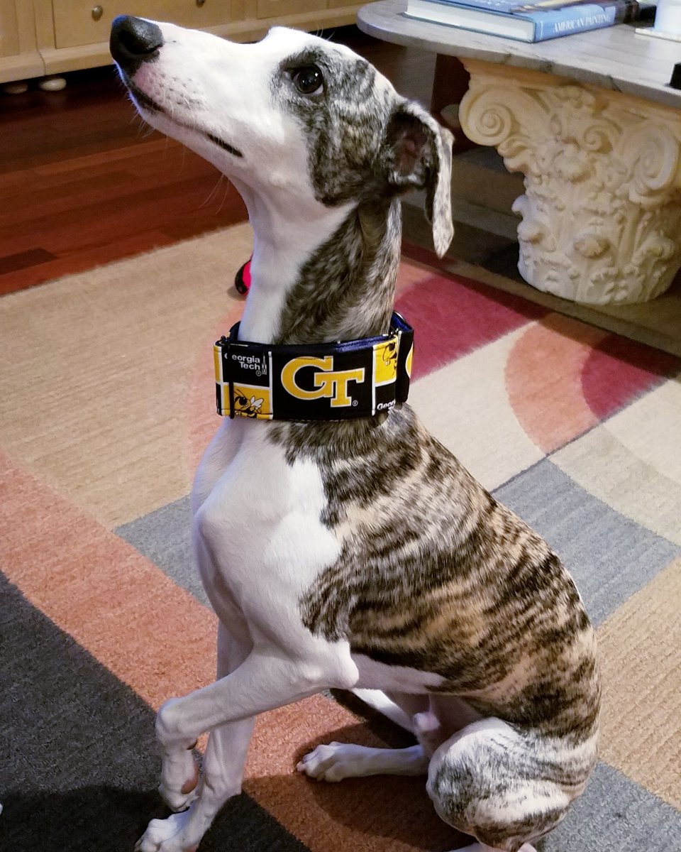 My dog's ready for the game Saturday @GeorgiaTech @GeorgiaTechFB #TogetherWeSwarm #THWg #CleanOldFashionedHate #404takeover . #mse2019