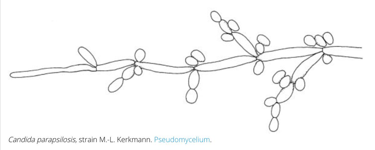 13/ #IDDailyPearl -  #parapsilosis- biofilm on central lines--can have higher MICs to echinocandins-  #tropicalis-freq in heme malig & stem cell tx-  #krusei-freq in immunodef & prolonged azole therapy --intrinsically resistant to flucimages from  http://www.clinicalfungi.org/ 