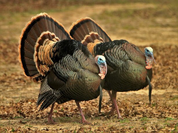 MidwestFiberInc's tweet photo. Happy Thanksgiving from our family to yours!  ♻️ 🦃 #Thanksgiving https://t.co/tsYzcYKI8J