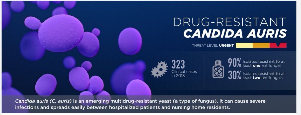 15/ #IDDailyPearl -  #auris- lots of resistance...but does this confer increased mortality? Several studies show NO increased mortality when compared to non-candida auris candidemia, including one published today! @CDCgov released description below! https://academic.oup.com/mmy/advance-article-abstract/doi/10.1093/mmy/myz112/5644126?redirectedFrom=PDF