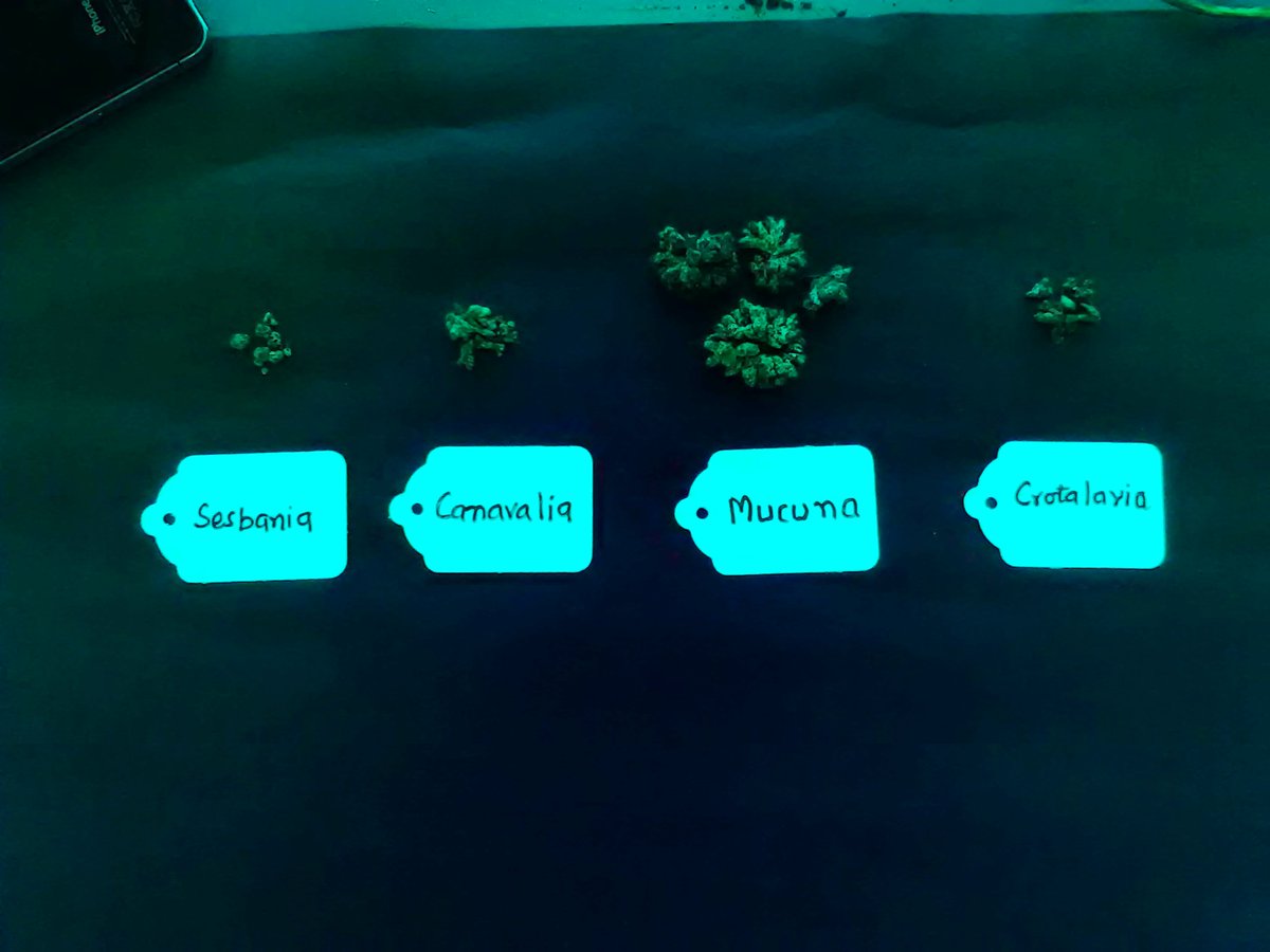 Malezas, erosion, fertilizates costosos? no hay problema! cultivos del coburtura# intensificacion sustentable <a href="/HubPSurCimmyt/">Hub Pacífico Sur</a> <a href="/ACCIMMYT/">ACCIMMYT</a>