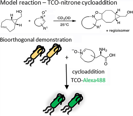 ChemBioChem's tweet photo. #Cycloadditions of trans-cyclooctenes and #nitrones as tools for #bioorthogonal labelling (Pezacki @uOttawa) https://t.co/ioYnhptEAi https://t.co/Kebev3XLnc