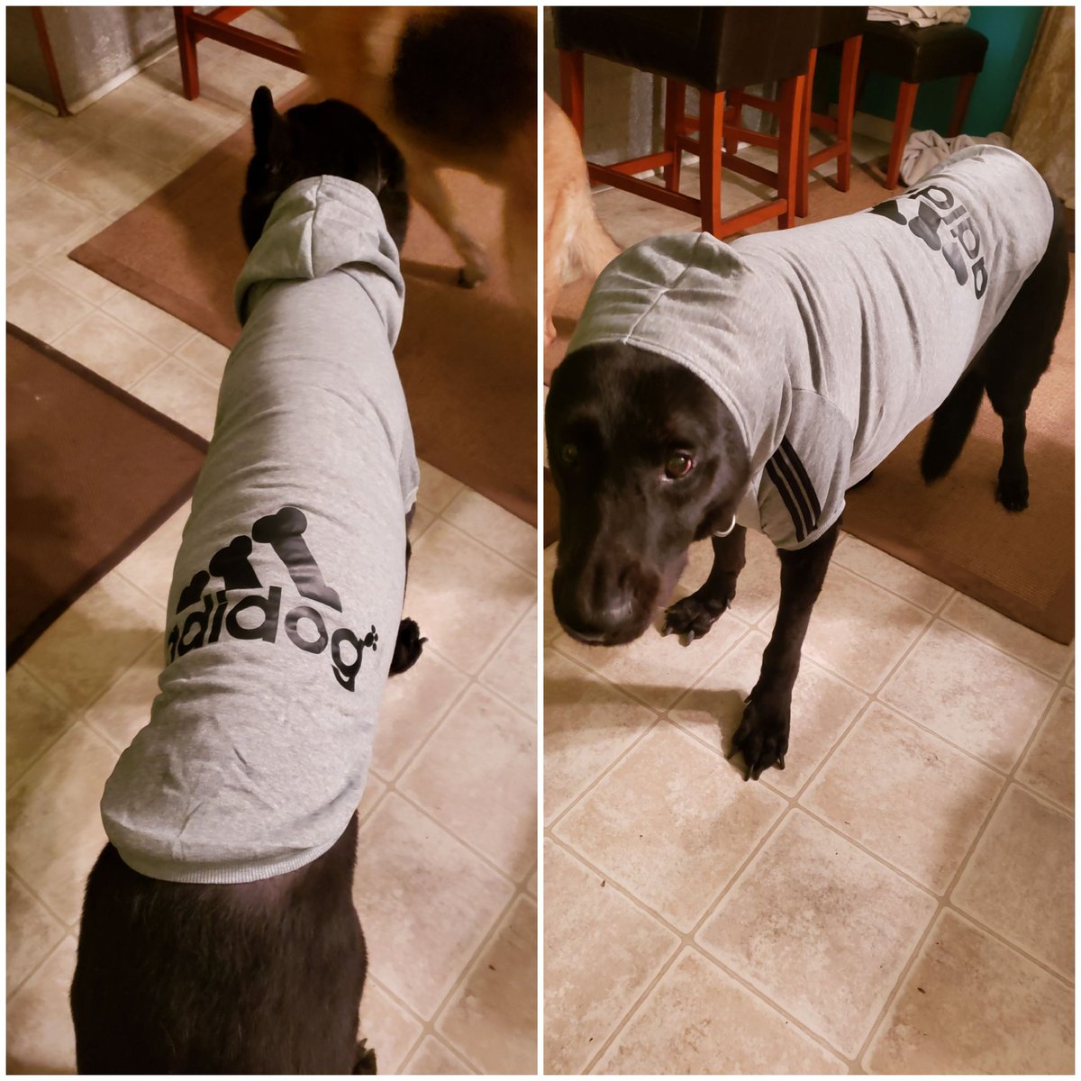 That time Miles would not take off his hoodie 😆😆🤣
#adidog #doghoodie 
💕🌈🐕💙

#dogcelebration #doglife #dogsarelove #dogsarefamily #dogsoftwitter #gsd #germanshepherd #blackgermanshepherd