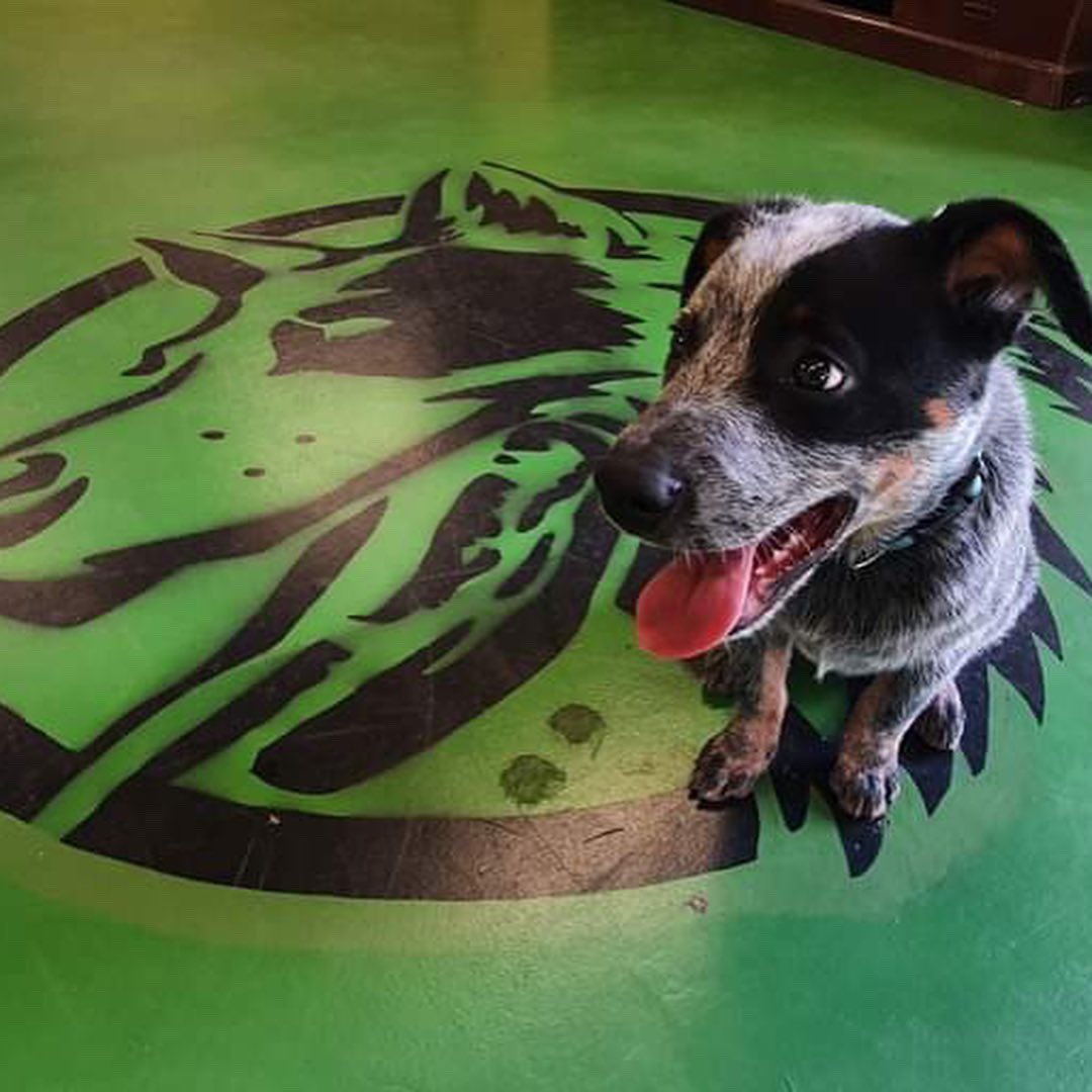 Farewell to Sgt Ridgeleigh Blue III, Mascot of #6RAR, who has faithfully served his Batallion in Brisbane for 9 years and is now enjoying his first week of retirement. 

PTE Ridgeleigh Blue IV will take over his duties, and we thank them both for their service #tyfys 🐾