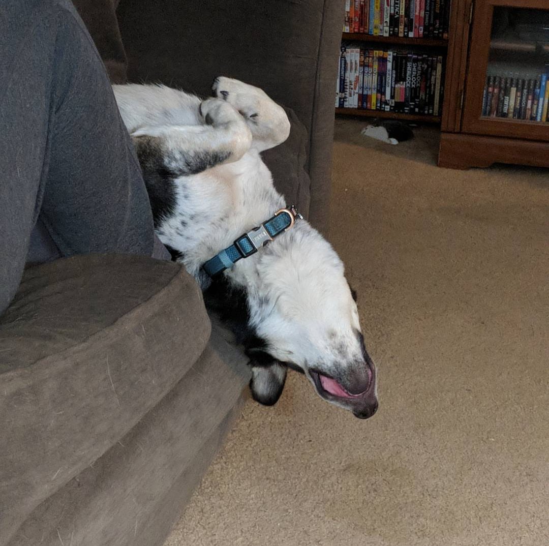 GeraldineTheSW's tweet photo. @TheHazelHayes My dog Ditto living her best life. #dogsoftwitter #CuteDog #corgimix https://t.co/eFb1B6FeKR