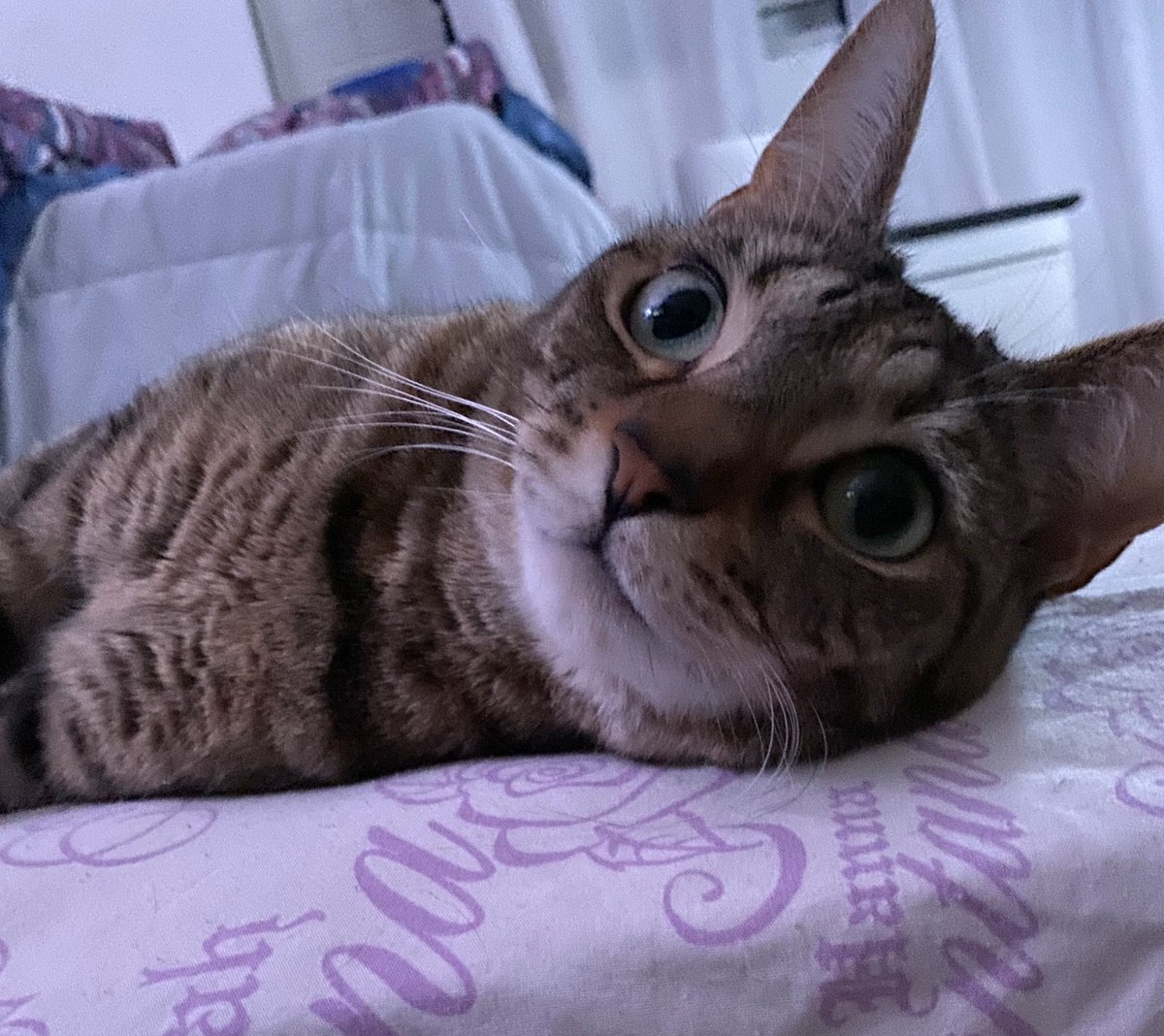 d12_ld's tweet photo. @PascoSheriff Checking In from #PembrokePines #9PMRoutine @PPinesPD #StaySafe #HappyThanksgivingEve #familytime #hallmarkchristmasmovies #thankyouforyourservice 💙💙💛🧡🧡🦃🦃🍁🍁 #luna ready to apply for the #felineunit #pewpew 😻😹 https://t.co/wsFtpNdNjw