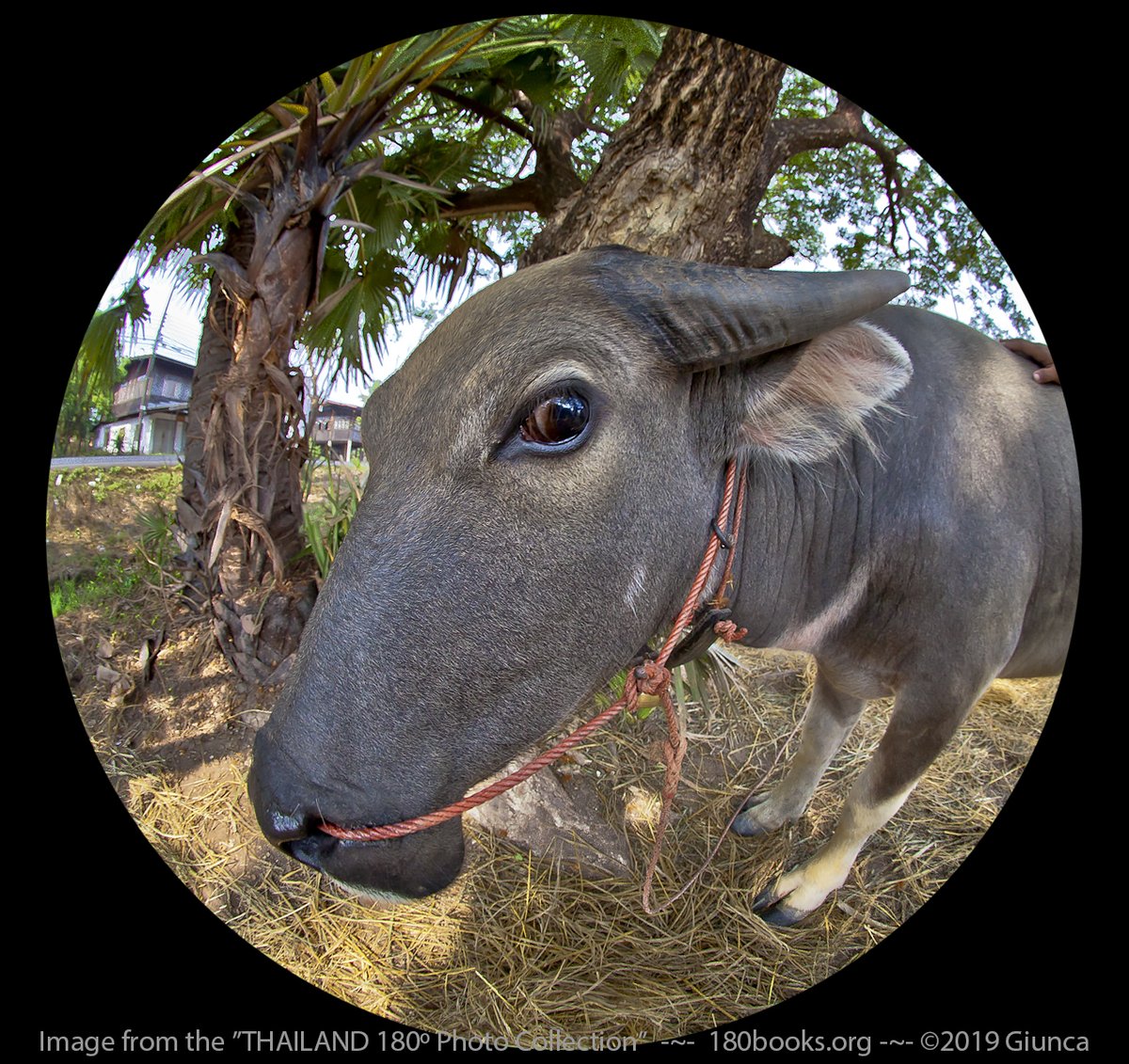 180books's tweet image. A10. Don't lower your head in front of a water buffalo! #FoodTravelChat #HeadButt