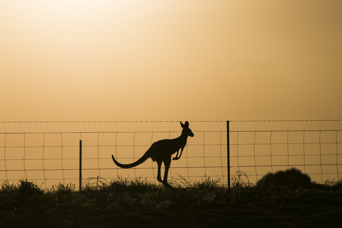 nicholaseagar's tweet photo. This #NSW #drought #photo series by @dailytelegraph @newscorpaus #photographer @DylRobinson is spectacular. 
GALLERY HERE: https://t.co/yThrXl1w0E https://t.co/ArbpfWfWfy