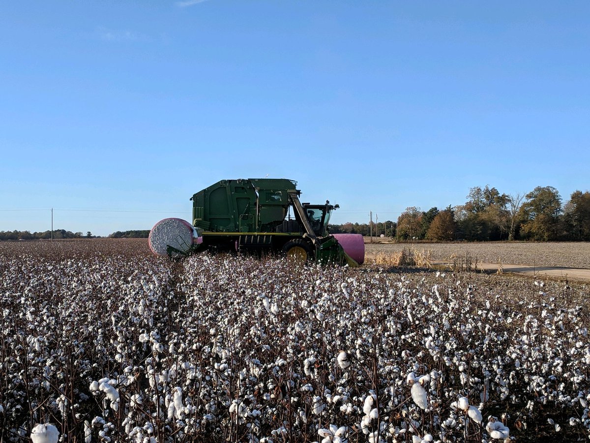 PrecAgEngineer's tweet photo. We work with some of the best @UGAExtension agents and growers. Shout out to Pam Sapp and Stevie Williams in Jefferson county for harvesting our #onfarm cotton research study in SE GA this week and calibrating that yield monitor!! #harvest19 @GAPrecisionAg #YieldMapping https://t.co/w1hmta79QT
