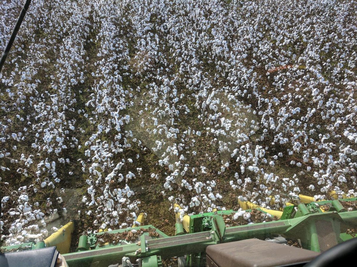 PrecAgEngineer's tweet photo. We work with some of the best @UGAExtension agents and growers. Shout out to Pam Sapp and Stevie Williams in Jefferson county for harvesting our #onfarm cotton research study in SE GA this week and calibrating that yield monitor!! #harvest19 @GAPrecisionAg #YieldMapping https://t.co/w1hmta79QT