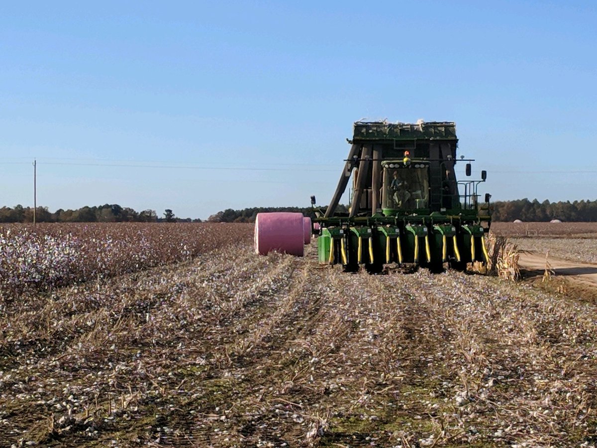 PrecAgEngineer's tweet photo. We work with some of the best @UGAExtension agents and growers. Shout out to Pam Sapp and Stevie Williams in Jefferson county for harvesting our #onfarm cotton research study in SE GA this week and calibrating that yield monitor!! #harvest19 @GAPrecisionAg #YieldMapping https://t.co/w1hmta79QT