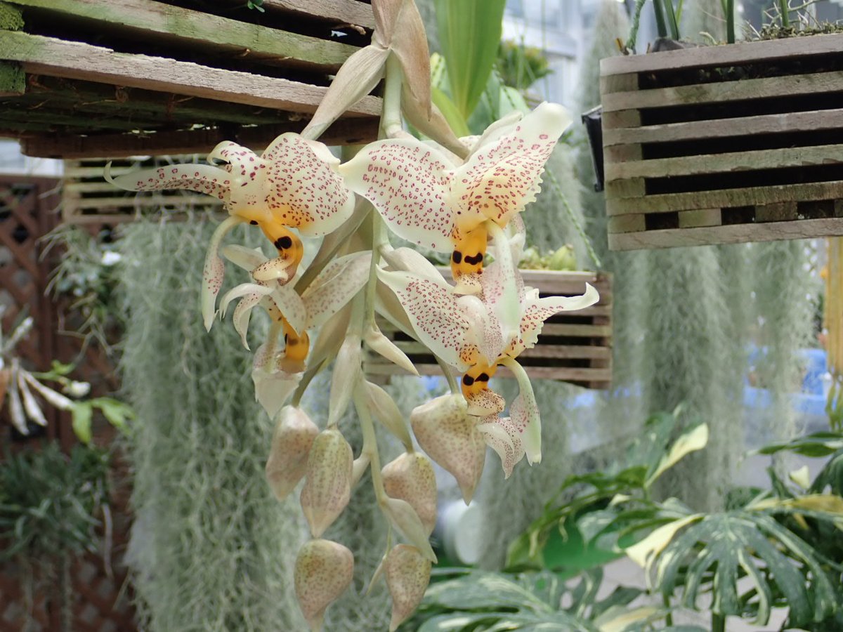 ট ইট র 神代植物公園 ニュース スタッフより 園芸係 大温室ラン室からもう一つ見頃の花 を紹介します 写真は スタンホペア オクラタ 中米原産のランです こちらの花も芳香がありますが香辛料のような匂い ランの花の匂いにも種類によって色々 匂い