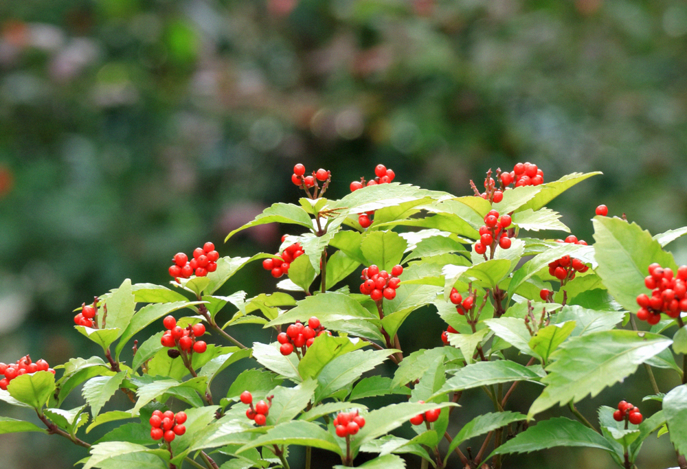 暦生活 こよみせいかつ 千両 せんりょう 旬の草花 正月飾りとして縁起のいい千両 夏に小さな花を咲かせ 冬に赤い実をつけます 万両と似ていますが 葉の下に実をつけるのが万両で 千両は葉の上に実をつけます 小雪 暦生活 T Co