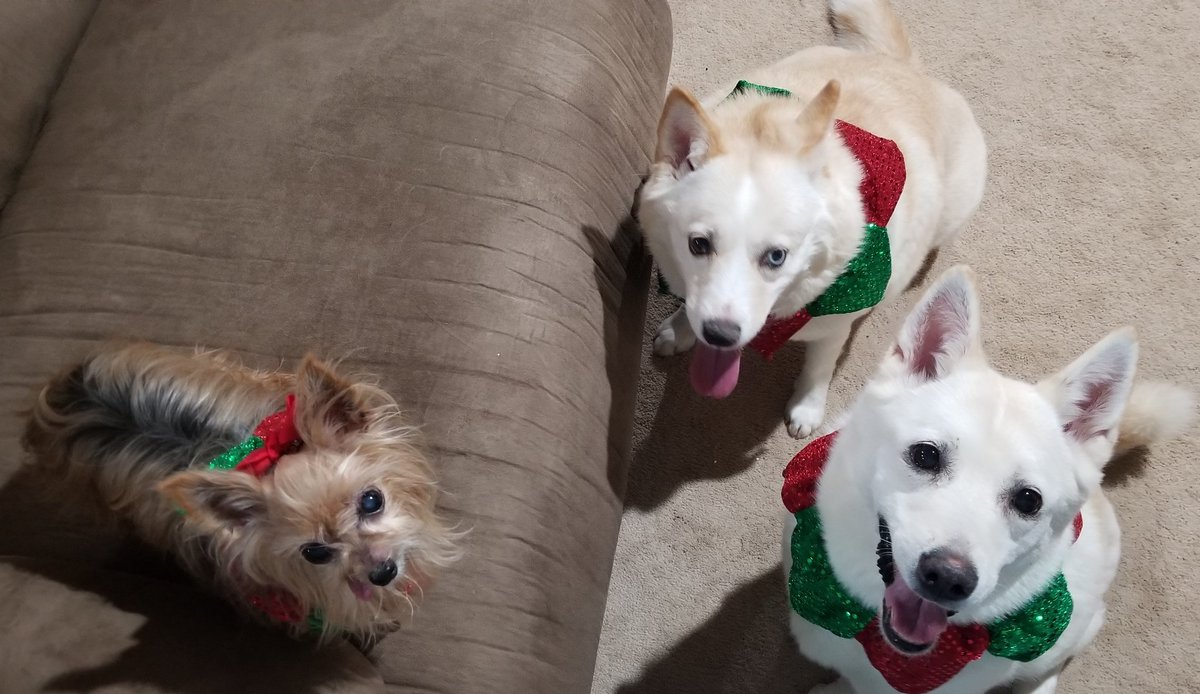 Because who couldn't use a little holiday cuteness!