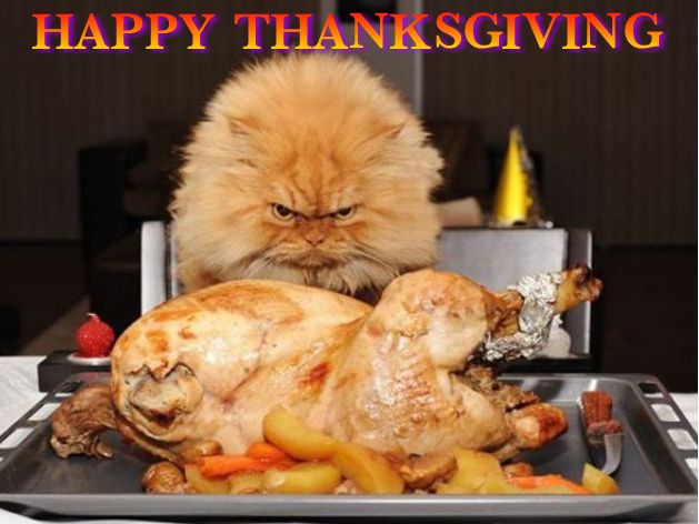 SEOTipsPlus's tweet photo. Everyone have a fun &amp; safe Thanksgiving Day!!! https://t.co/KCBsyi9Cz2