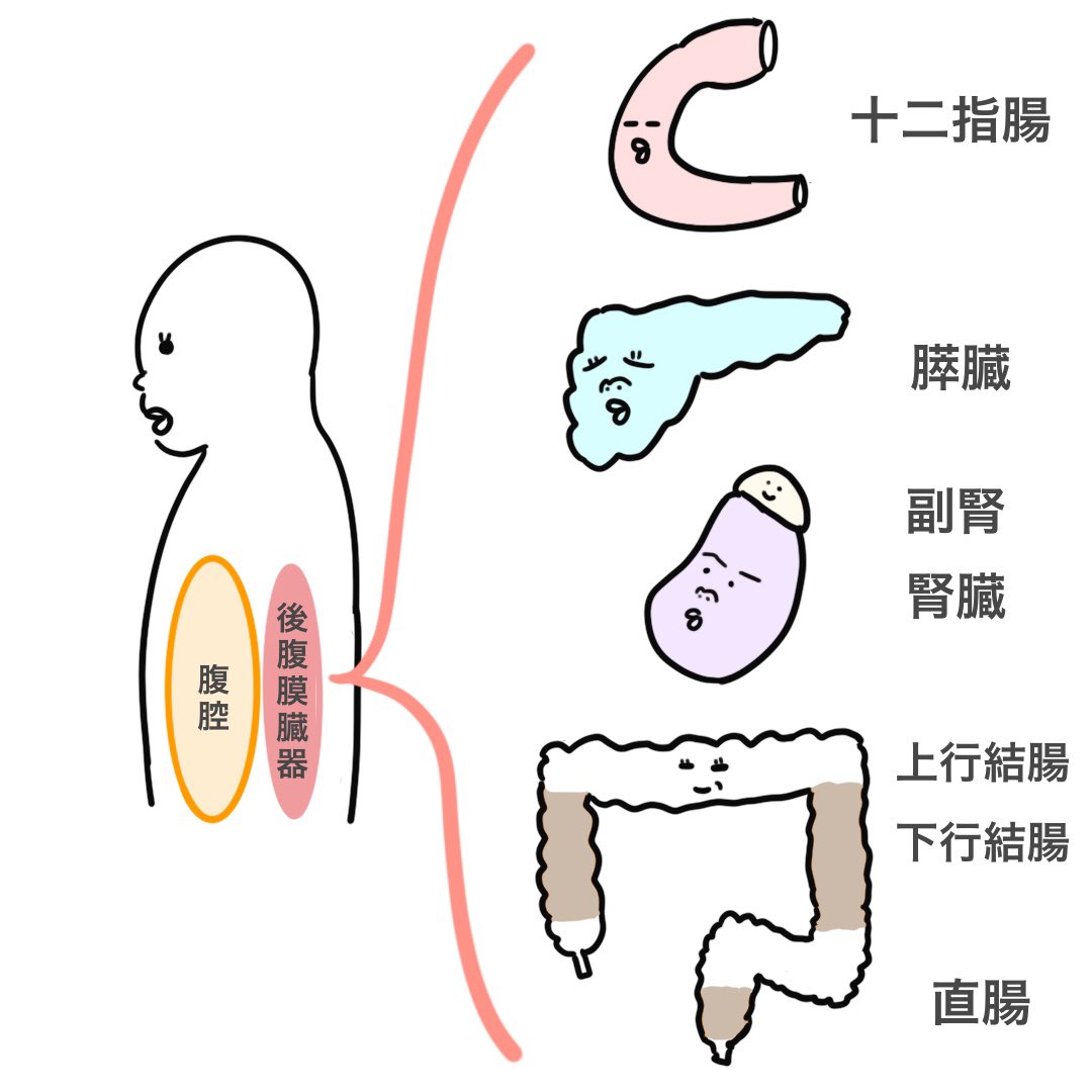 後 腹膜 器官