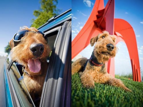 DogMagUsa's tweet photo. Henri the Airedale in Doggles - It's not every day you see an Airedale https://t.co/dCrqcR7zT6 #dog https://t.co/U2tshlhNuV