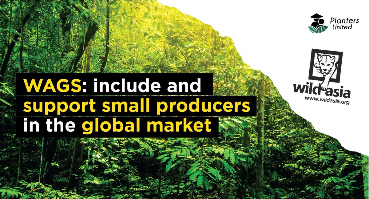 plantersunited's tweet photo. Wild Asia is a Malaysian social enterprise that introduced Wild Asia Group Scheme in an effort to support small producers with global palm oil suppliers to solve issues in the industry. 

#LoveMYPalmOil #SayYesToPalmOil #PalmOil #Malaysia #PlantersUnited #BapakAkuPeneroka https://t.co/0qn84B0fL2