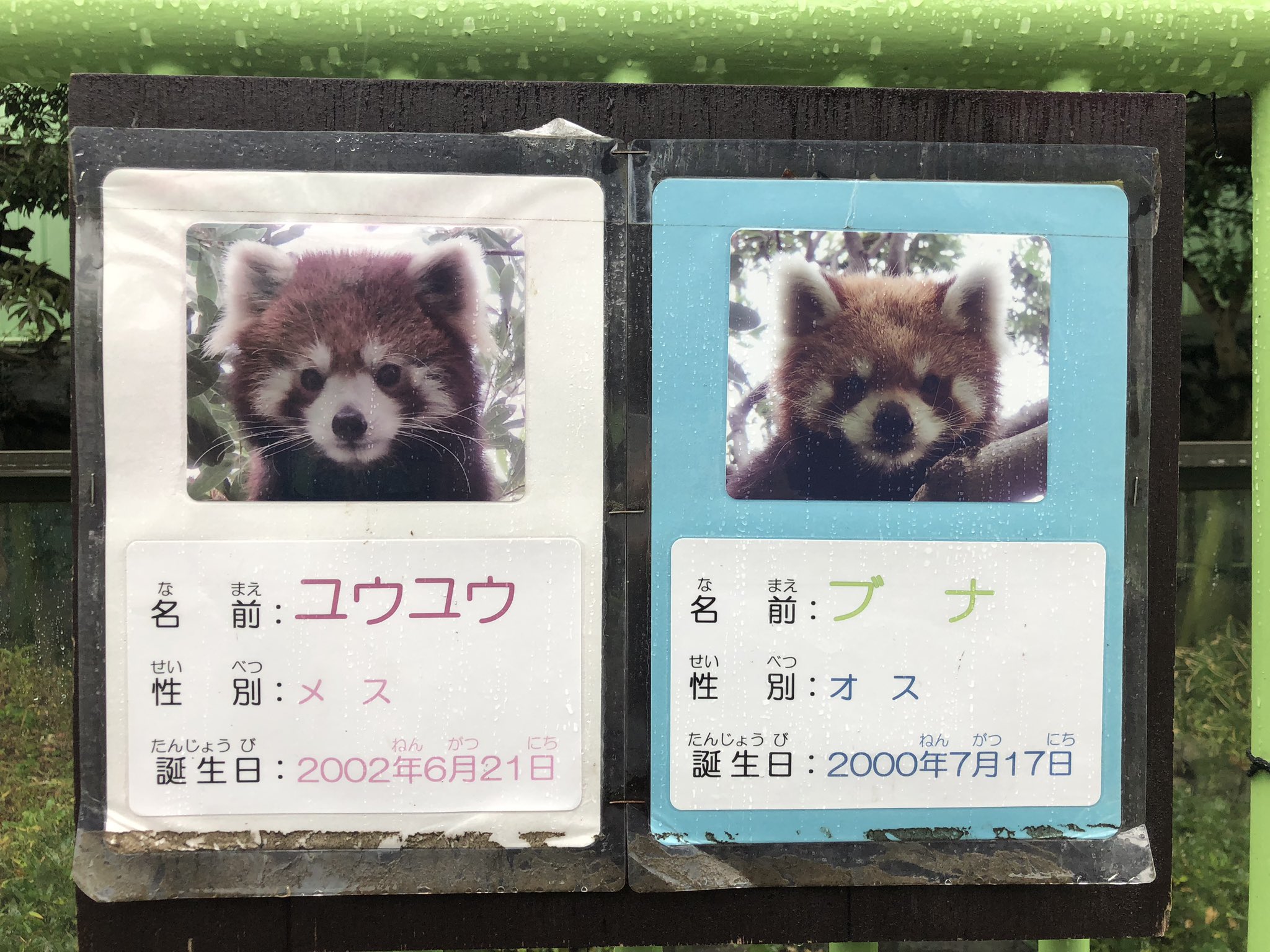 后ちゃん情報 プラスa By Jillluca 今日会えた子 橅 ブナ 君 19年11月28日 江戸川区自然動物園 レッサーパンダ 橅 ブナ ユウユウさんとは交代展示でした T Co T1ue4trszu Twitter