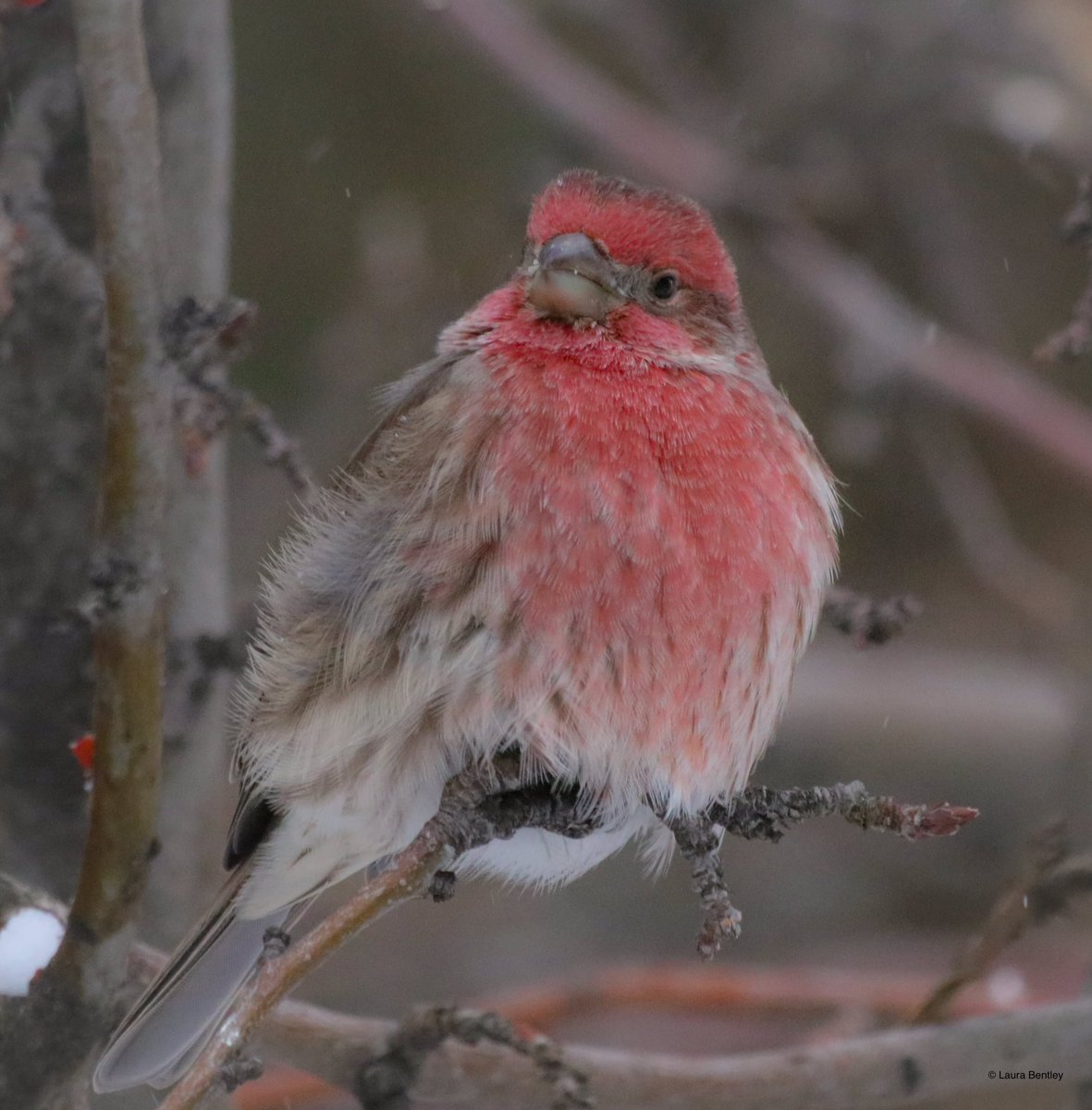 Everyone’s getting their winter floof on, freezing house finch hiding out of the -23c windchill today. Actual temp around -13c. He looks very pink so puffed up, more red when not so,puffy. #BirdsAreBeautiful